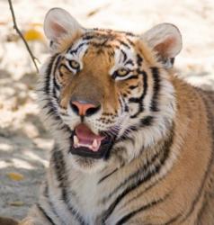 Begnal tiger face close up